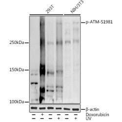 Phospho-ATM-S1981 Rabbit pAb