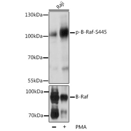 Phospho-B-Raf-S445 Rabbit pAb