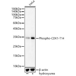 Phospho-CDK1-T14 Rabbit pAb