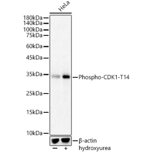 Phospho-CDK1-T14 Rabbit pAb