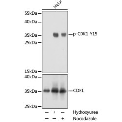 Phospho-CDK1-Y15 Rabbit pAb