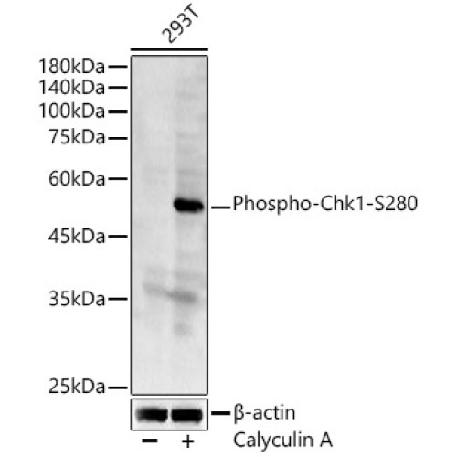 Phospho-Chk1-S280 Rabbit pAb