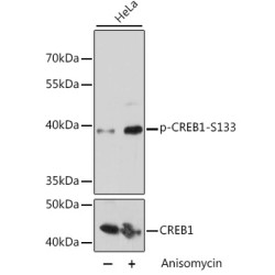 Phospho-CREB1-S133 Rabbit pAb