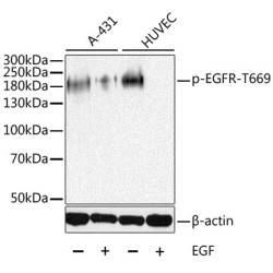 Phospho-EGFR-T669 Rabbit pAb