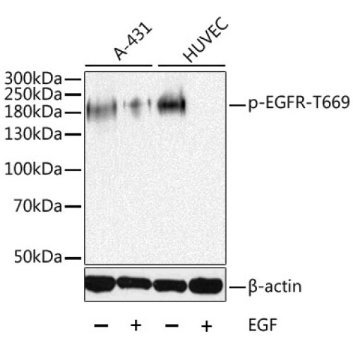 Phospho-EGFR-T669 Rabbit pAb