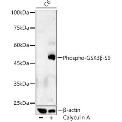 Phospho-GSK3β-S9 Rabbit pAb