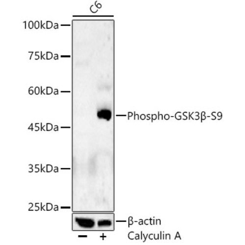 Phospho-GSK3β-S9 Rabbit pAb