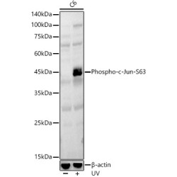 Phospho-c-Jun-S63 Rabbit pAb