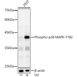 Phospho-p38 MAPK-Y182 Rabbit pAb