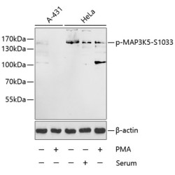 Phospho-MAP3K5-S1033 Rabbit pAb