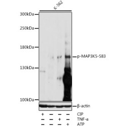 Phospho-MAP3K5-S83 Rabbit pAb
