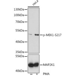 Phospho-MEK1-S217 Rabbit pAb