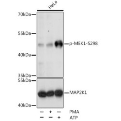 Phospho-MEK1-S298 Rabbit pAb