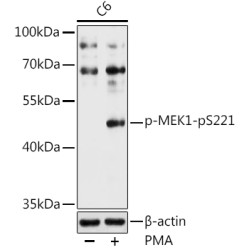 Phospho-MEK1-pS221 Rabbit pAb
