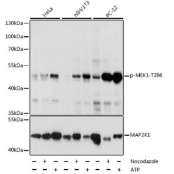 Phospho-MEK1-T286 Rabbit pAb