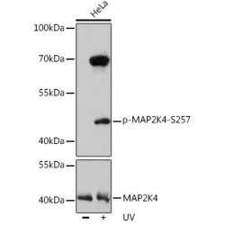 Phospho-MAP2K4-S257 Rabbit pAb
