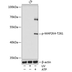 Phospho-MAP2K4-T261 Rabbit pAb
