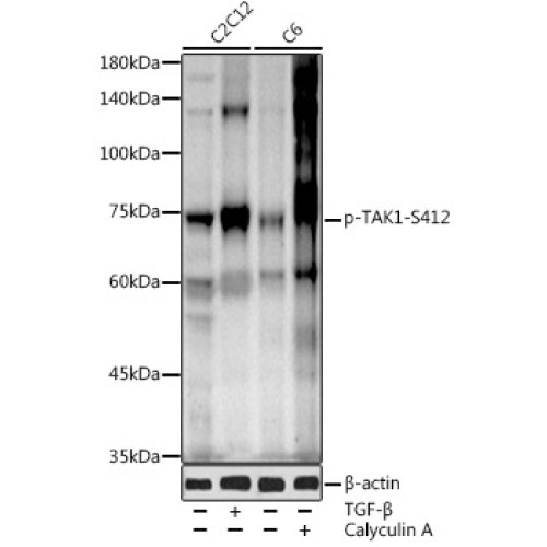 Phospho-TAK1-S412 Rabbit pAb