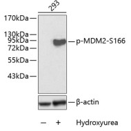 Phospho-MDM2-S166 Rabbit pAb