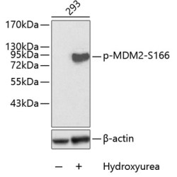 Phospho-MDM2-S166 Rabbit pAb