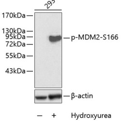 Phospho-MDM2-S166 Rabbit pAb