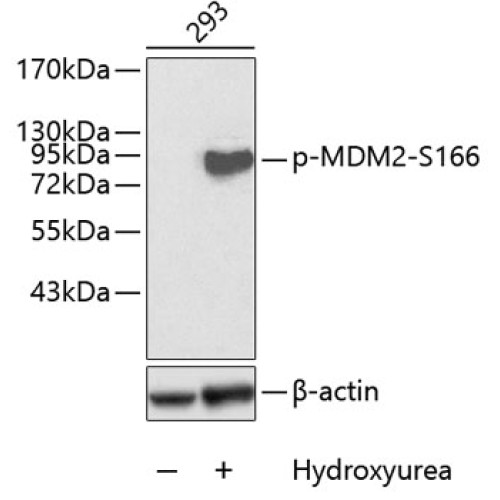 Phospho-MDM2-S166 Rabbit pAb
