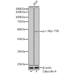 Phospho-c-Myc-T58 Rabbit pAb