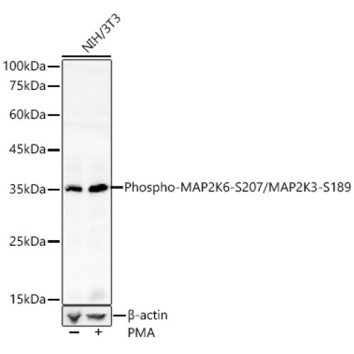 Phospho-MAP2K6-S207/MAP2K3-S189 Rabbit pAb