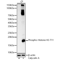 Phospho-Histone H3-T11 Rabbit pAb