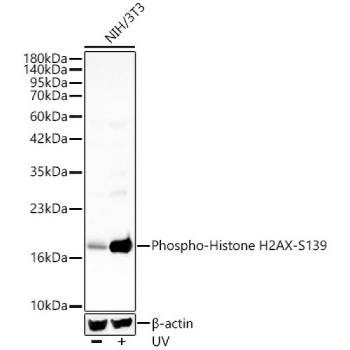 Phospho-Histone H2AX-S139 Rabbit pAb