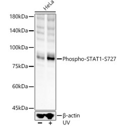 Phospho-STAT1-S727 Rabbit pAb