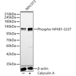 Phospho-NFKB1-S337 Rabbit pAb