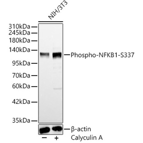 Phospho-NFKB1-S337 Rabbit pAb