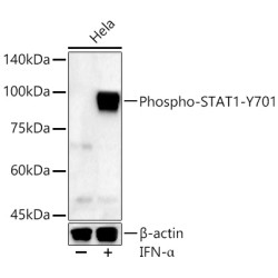 Phospho-STAT1-Y701 Rabbit pAb