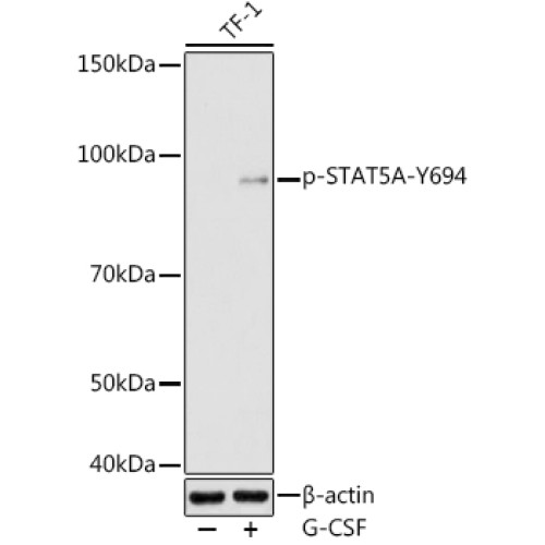 Phospho-STAT5A-Y694 Rabbit pAb