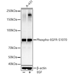 Phospho-EGFR-S1070 Rabbit pAb