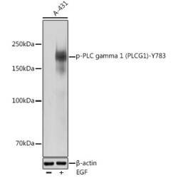 Phospho-PLC gamma 1 (PLCG1)-Y783 Rabbit pAb
