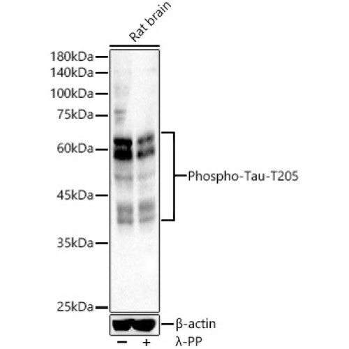 Phospho-Tau-T205 Rabbit pAb