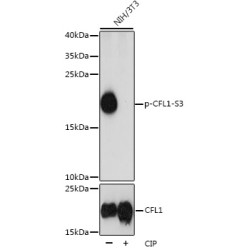 Phospho-CFL1-S3 Rabbit pAb