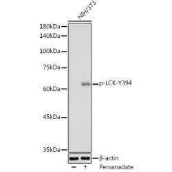 Phospho-LCK-Y394 Rabbit pAb