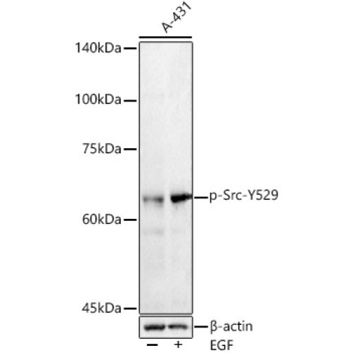 Phospho-Src-Y529 Rabbit pAb