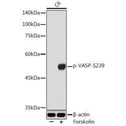 Phospho-VASP-S239 Rabbit pAb
