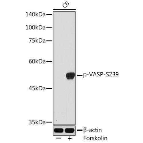 Phospho-VASP-S239 Rabbit pAb