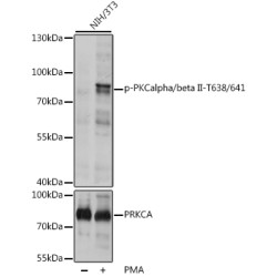 Phospho-PKCalpha/beta II-T638/641 Rabbit pAb