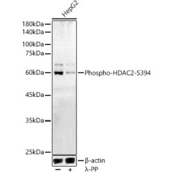 Phospho-HDAC2-S394 Rabbit pAb