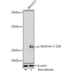 Phospho-Stathmin 1-S38 Rabbit pAb