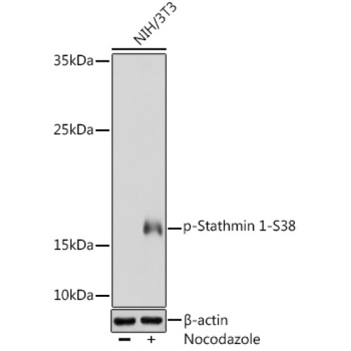 Phospho-Stathmin 1-S38 Rabbit pAb