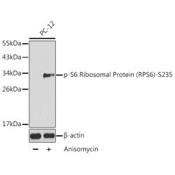 Phospho-S6 Ribosomal Protein (RPS6)-S235 Rabbit pAb