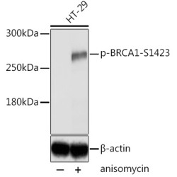 Phospho-BRCA1-S1423 Rabbit pAb