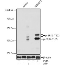 Phospho-ERK1-T202 + ERK2-T185 Rabbit pAb